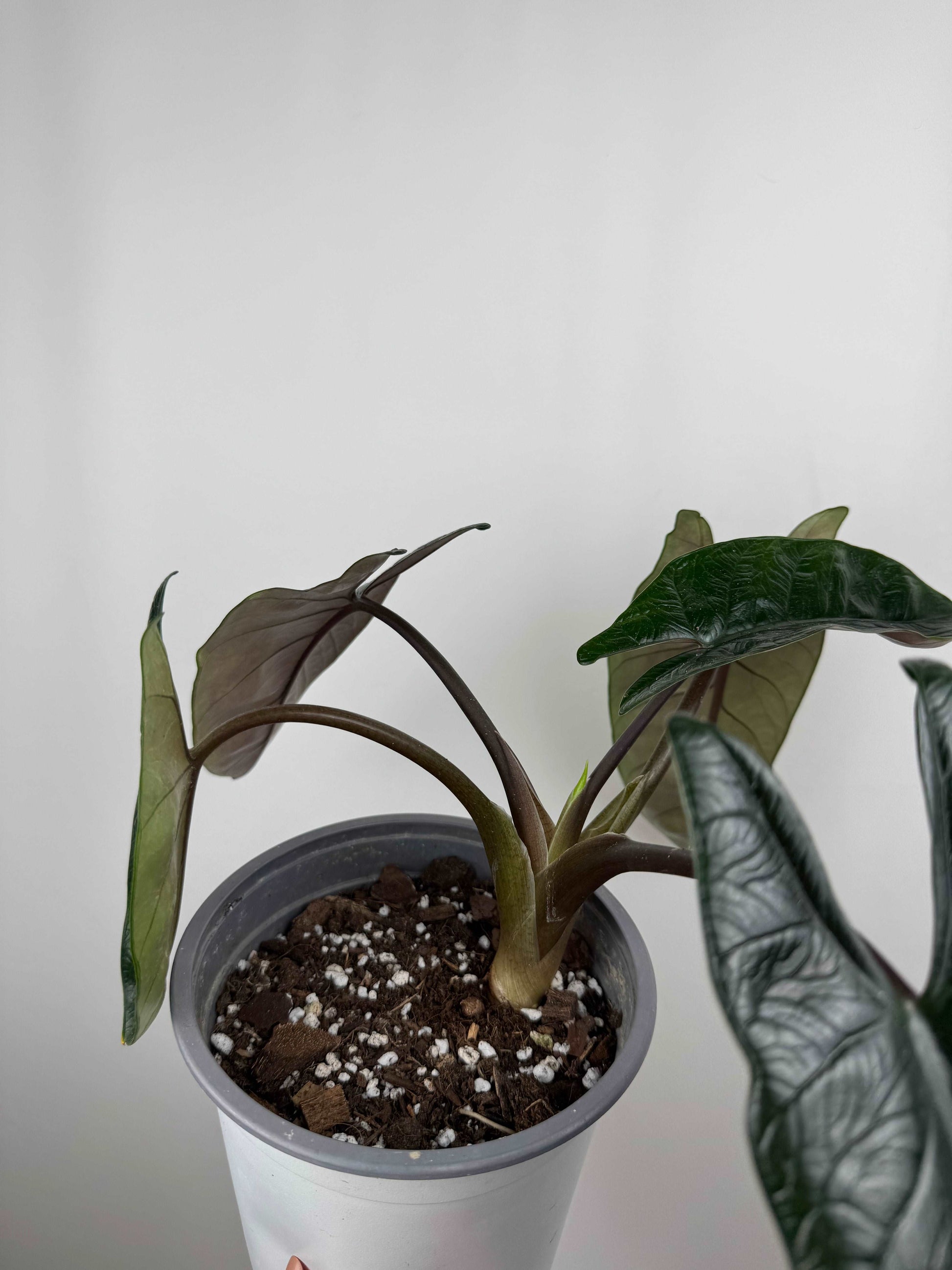 Alocasia Scalprum