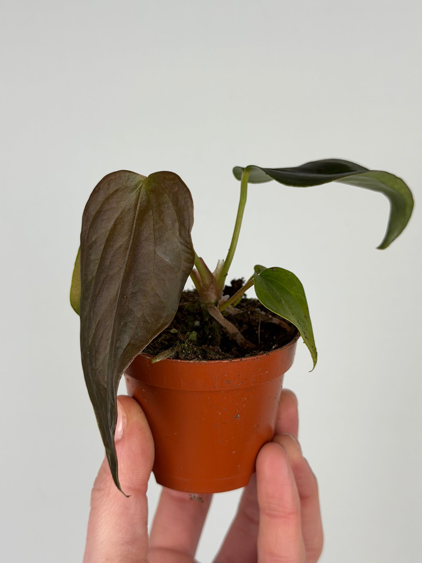 Anthurium 'Queen of heart' Anthurium Tropical Corner