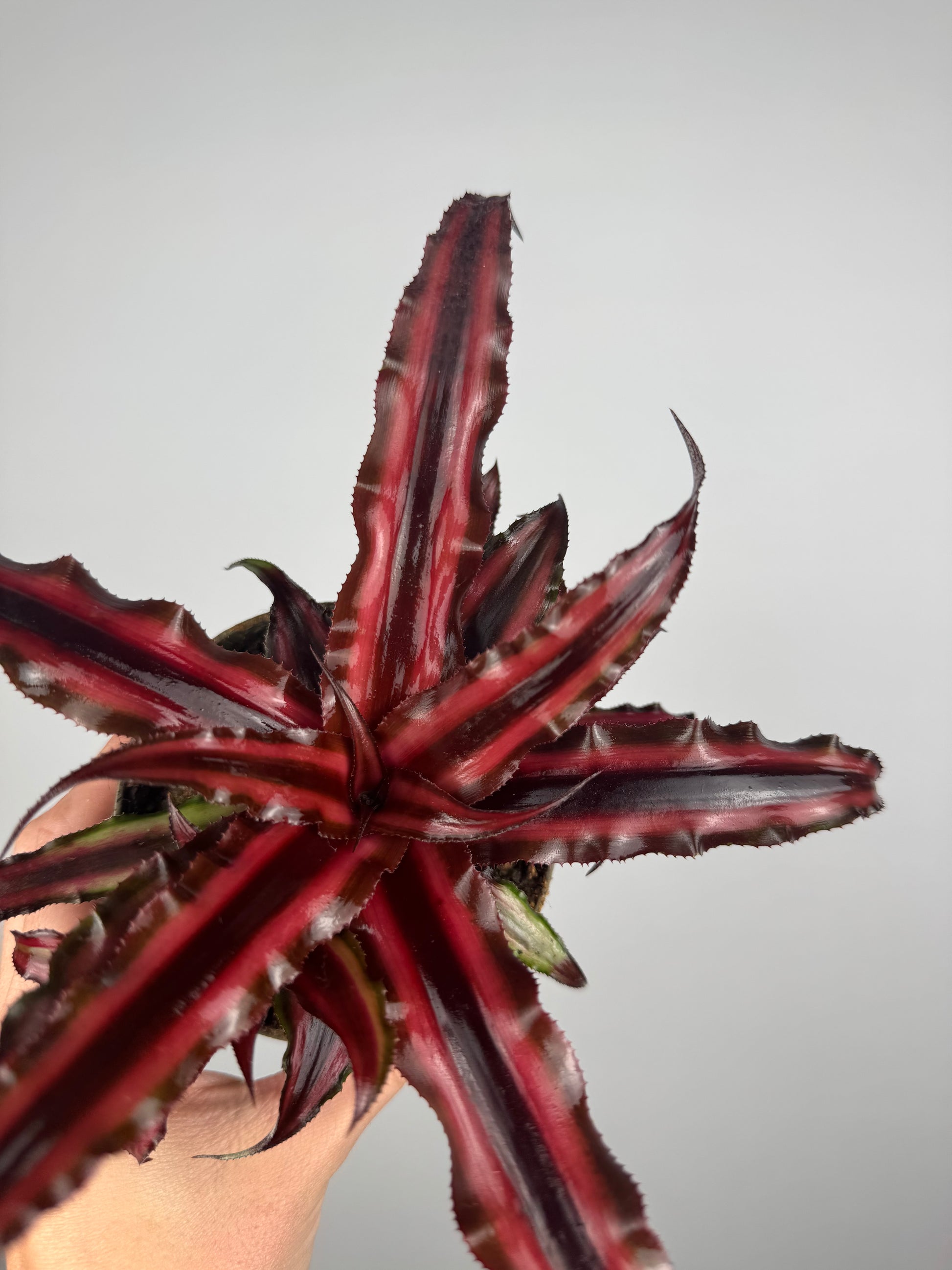 Cryptanthus Bivittatus “Ruby” Red Star