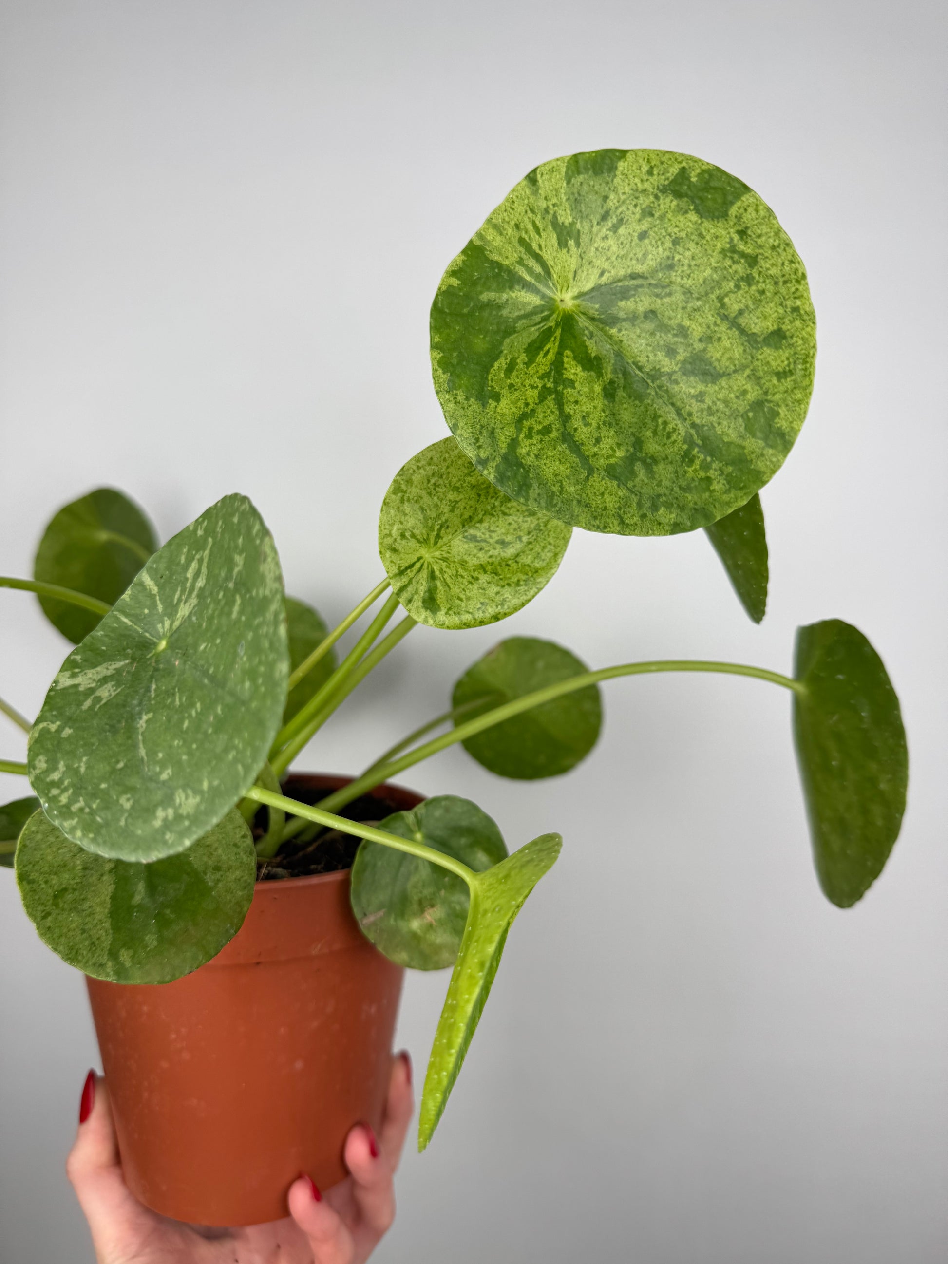 Pilea Peperomioides “Mojito”