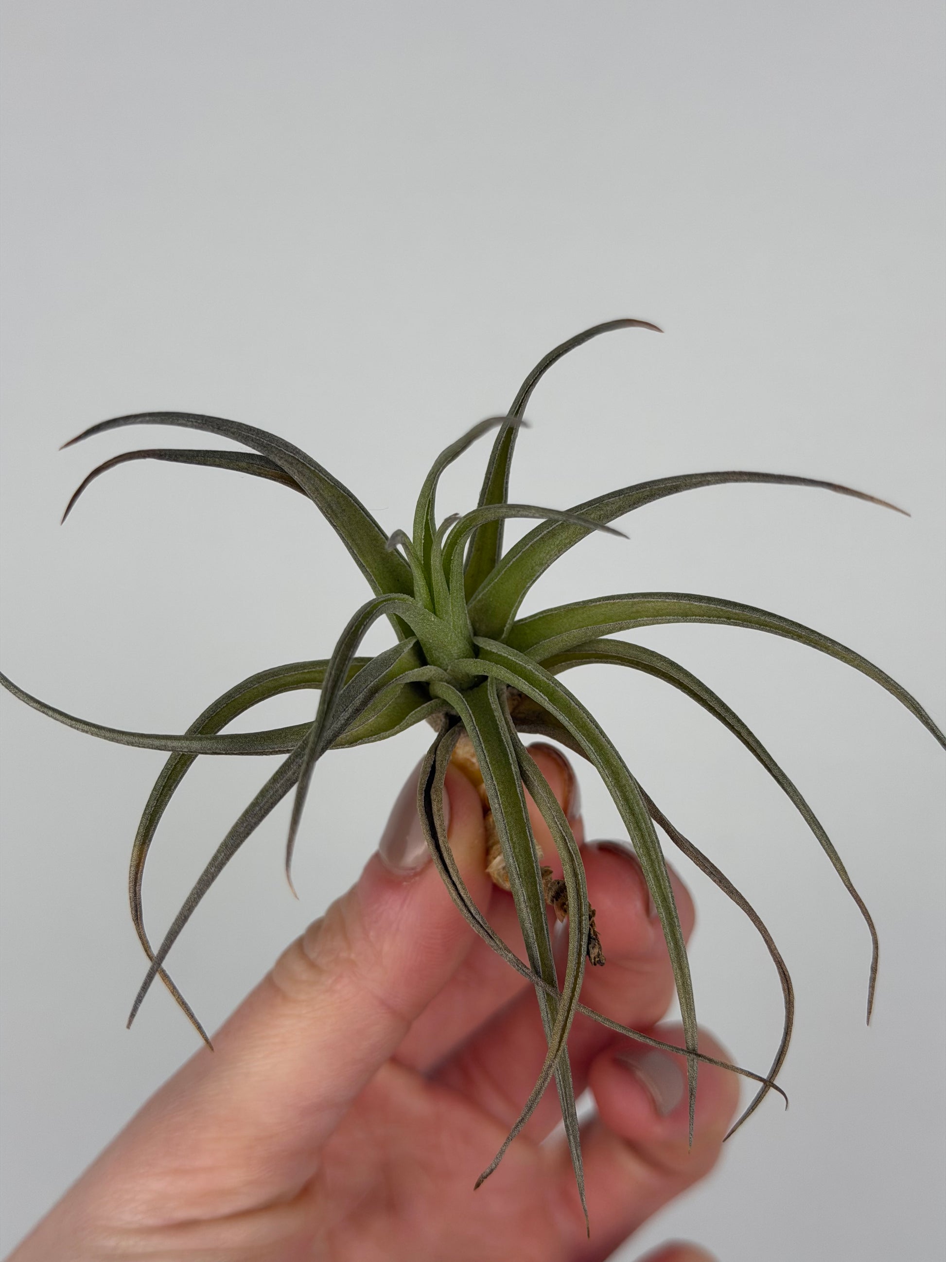 Tillandsia aeranthos Tillandsia Tropical Corner Default Title