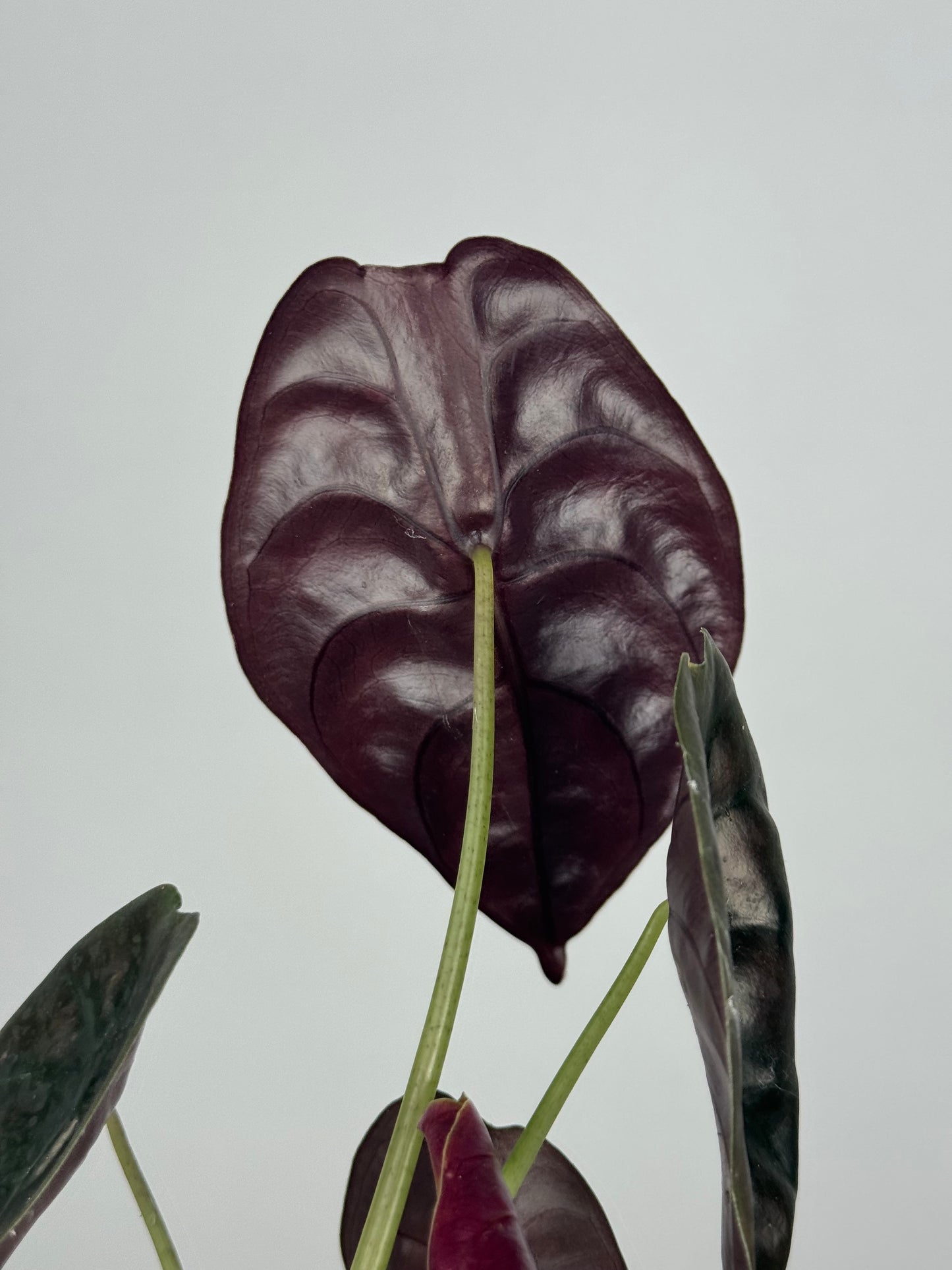 Alocasia Cuprea “Red Secret”