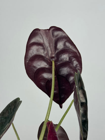Alocasia Cuprea “Red Secret”