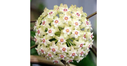 Hoya Verticillata “Wayang Splash”