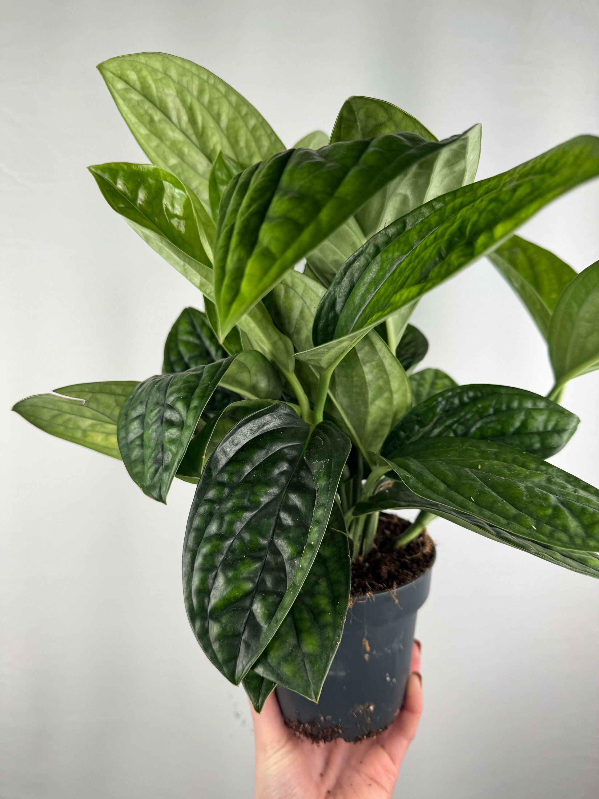 Epipremnum pinnatum “Marble Planet”