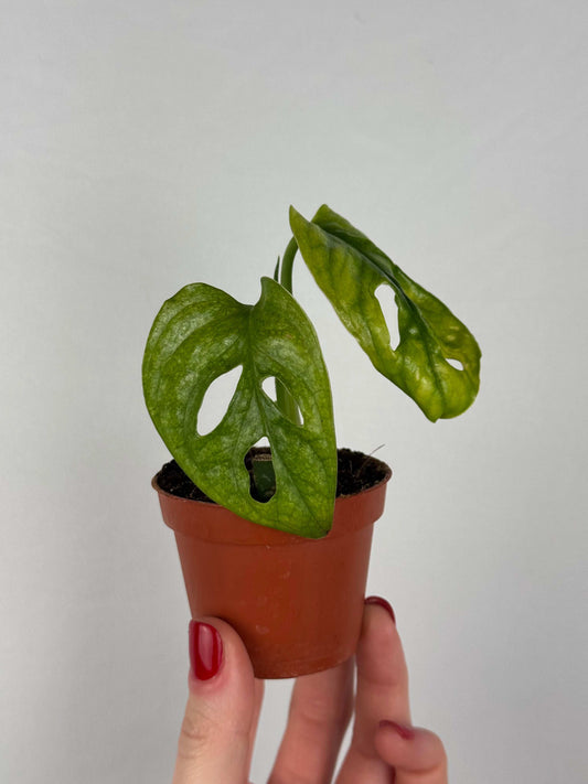Monstera Adansonii “Mint” | Pina