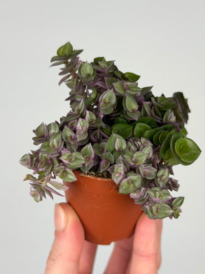 Callisia 'Pink Panther' Tradescantia Tropical Corner