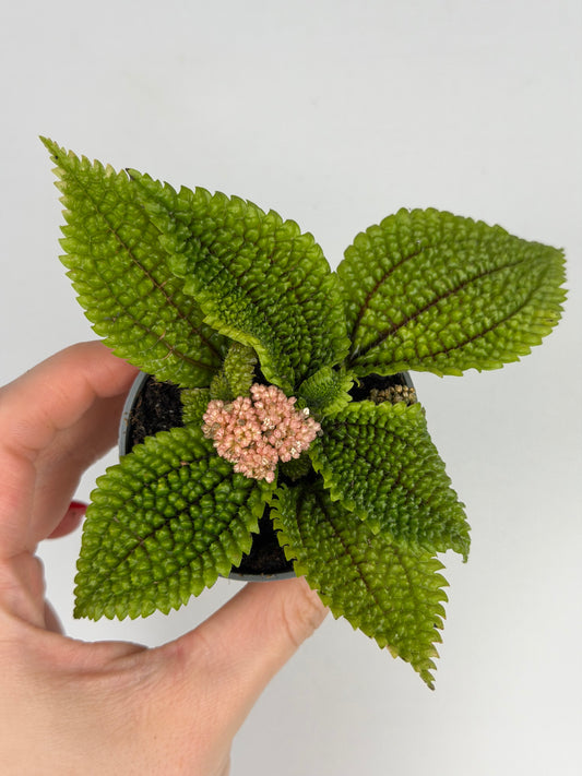 Pilea mollis 'Moon Valley' Pilea Tropical Corner