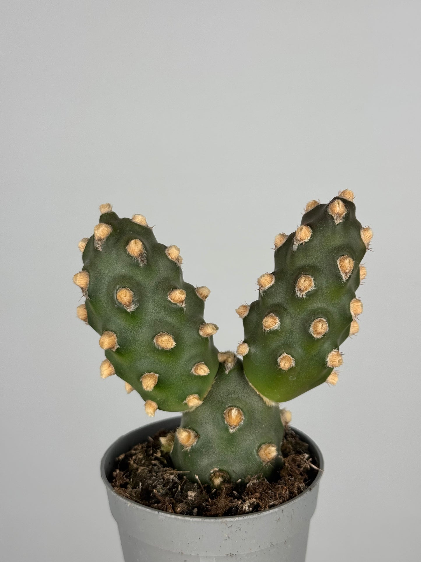 Tephrocactus molinensis
