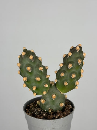 Tephrocactus molinensis