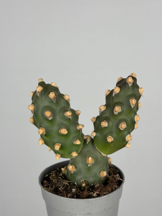 Tephrocactus molinensis