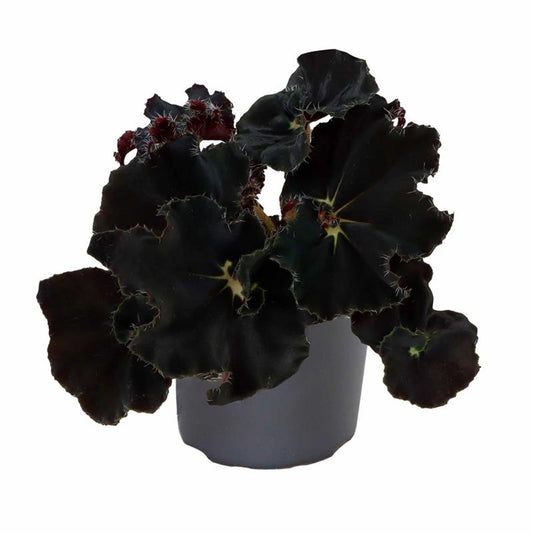 Begonia “Dark Mambo”