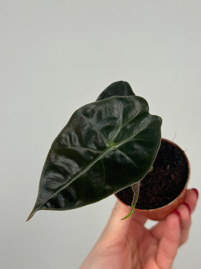 Alocasia Suhirmaniana “Red Petiole”