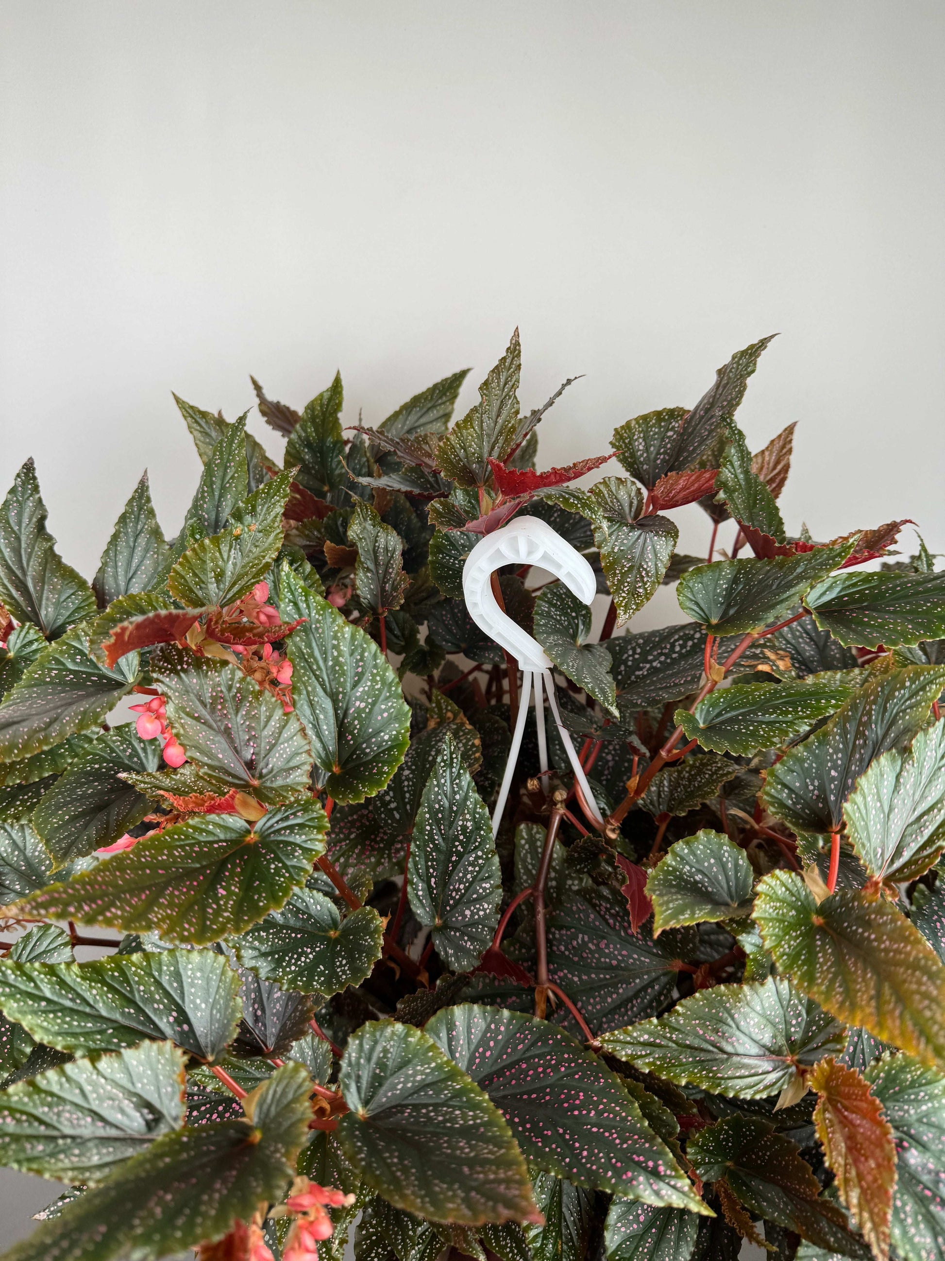 Begonia Maculata Benigo “Pink Spot”
