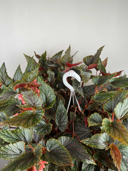 Begonia Maculata Benigo “Pink Spot”