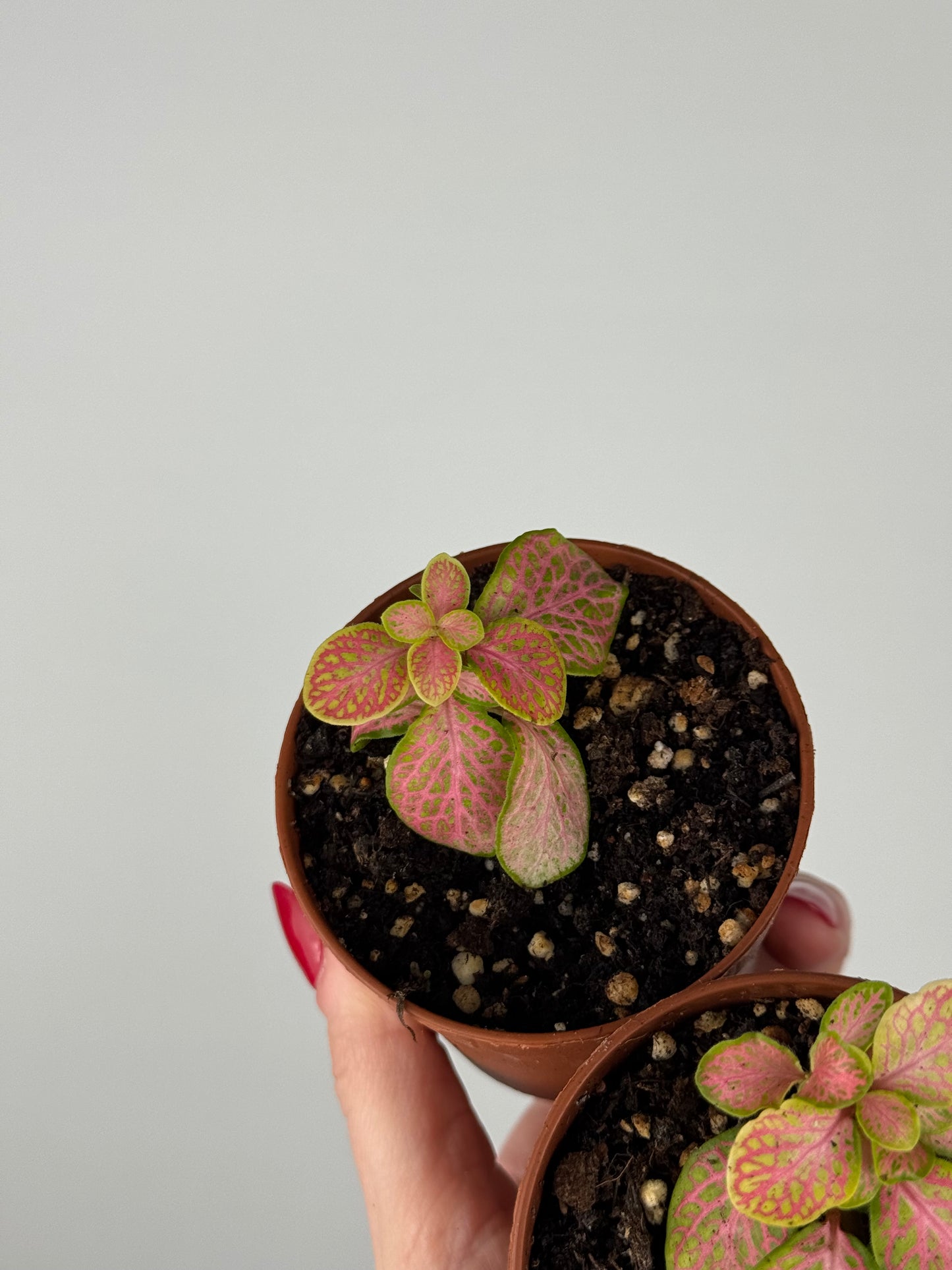 Fittonia Bundle | Dina & Dinetta