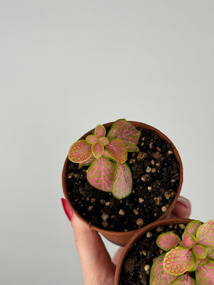 Fittonia Bundle | Dina & Dinetta