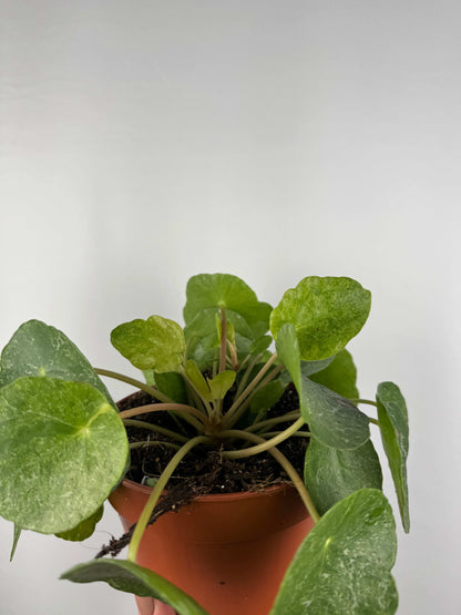 Pilea Peperomioides “Sugar”