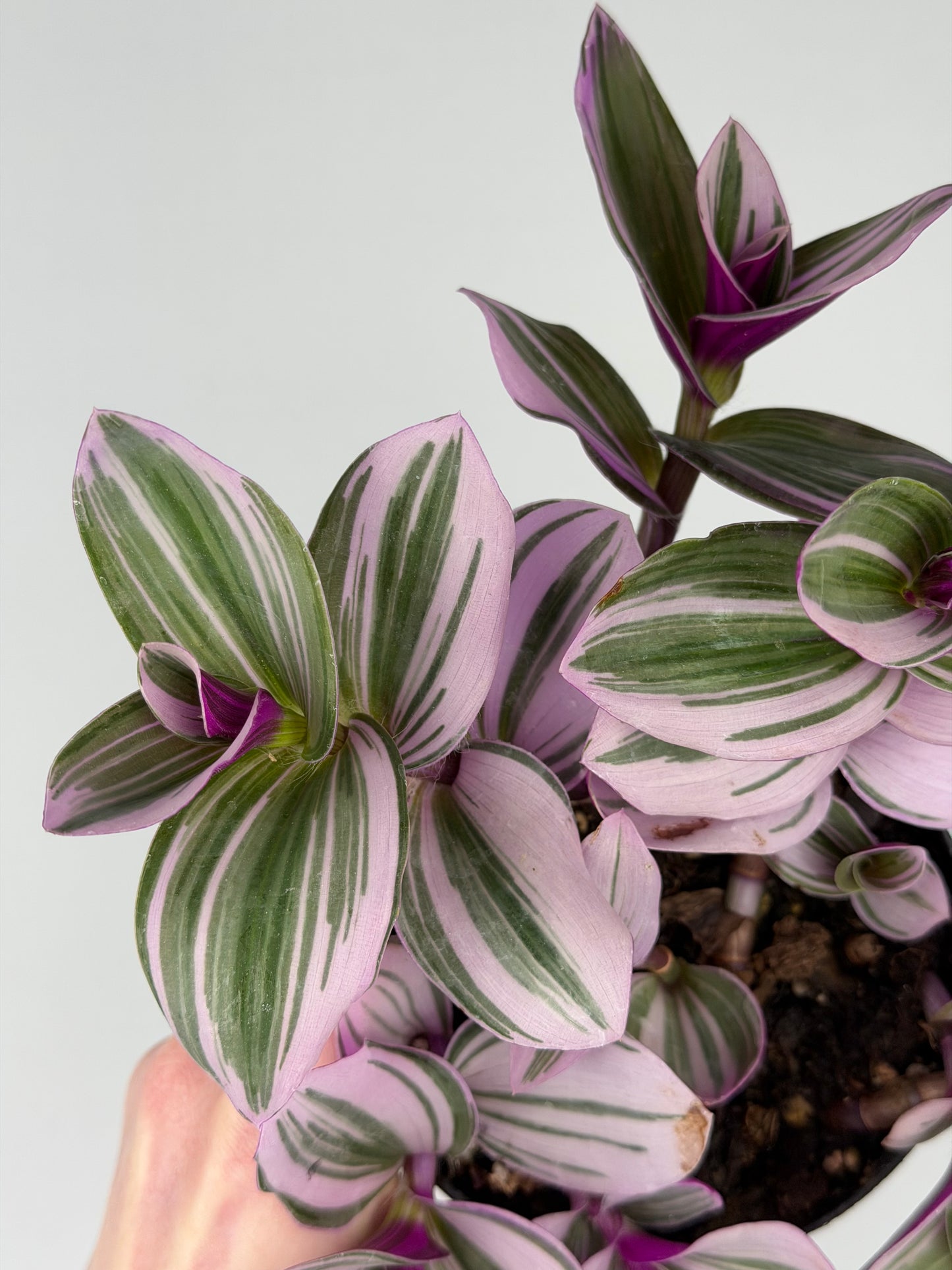 Tradescantia Albiflora “Nanouk” Tradescantia Tropical Corner