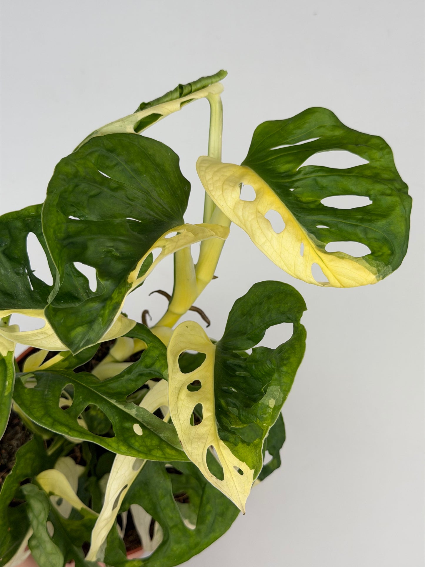 Monstera Adansonii Variegata Monstera Tropical Corner
