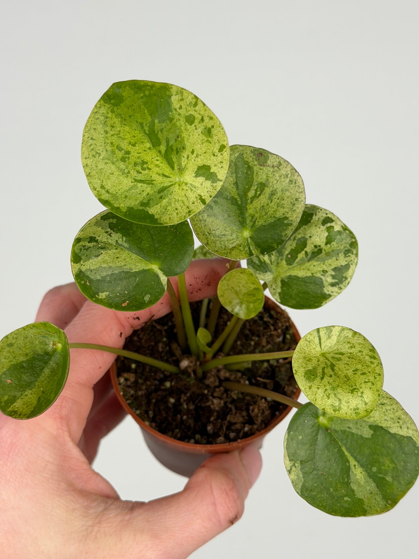 Pilea Peperomioides 'Mojito' Pilea Tropical Corner