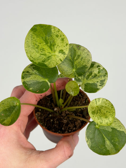 Pilea Peperomioides 'Mojito' Pilea Tropical Corner