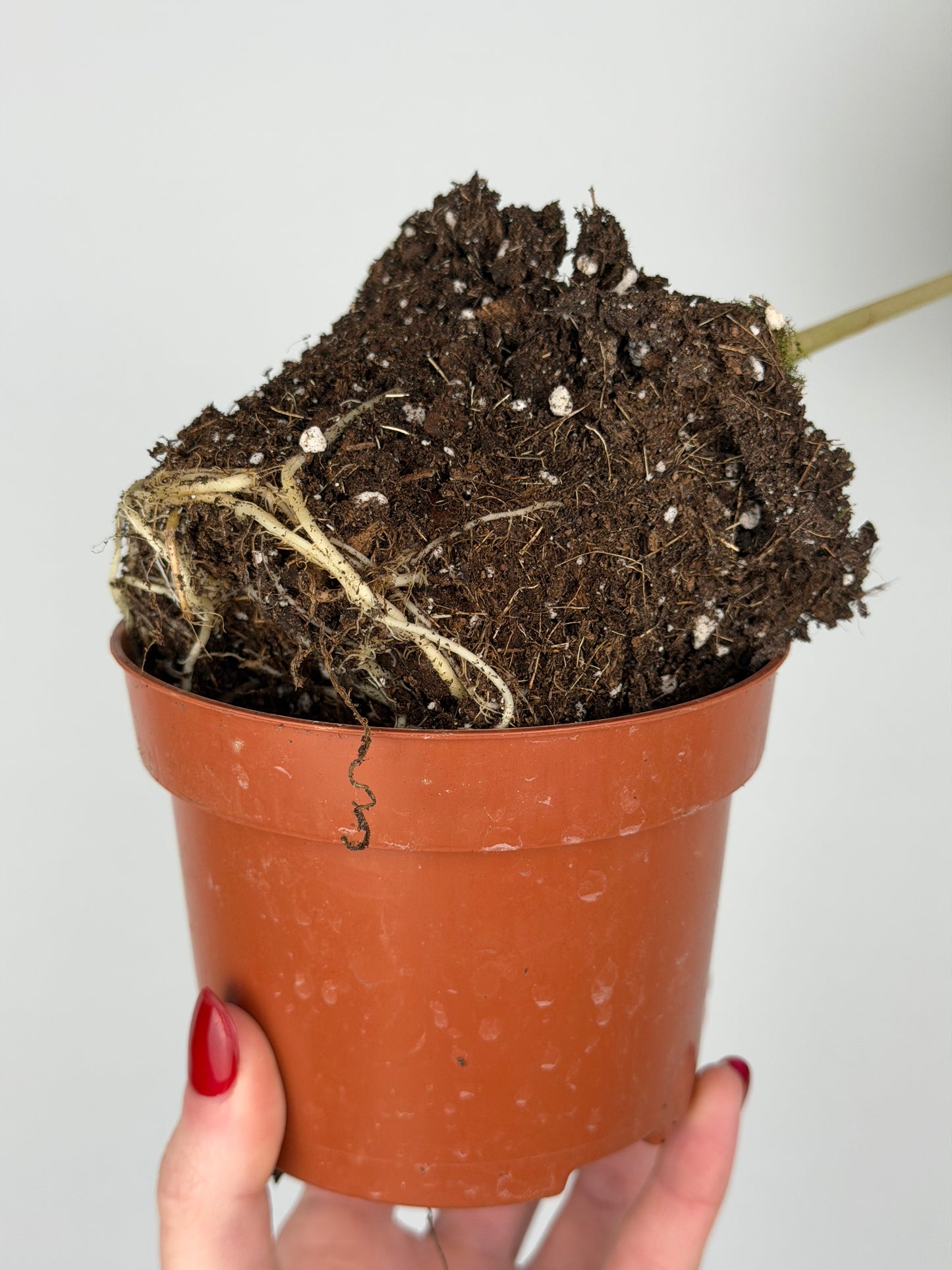 Alocasia Macrorrhiza Splash | Moka