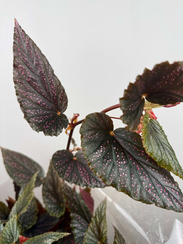 Begonia Maculata Benigo Pink Spot