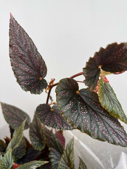 Begonia Maculata Benigo “Pink Spot”