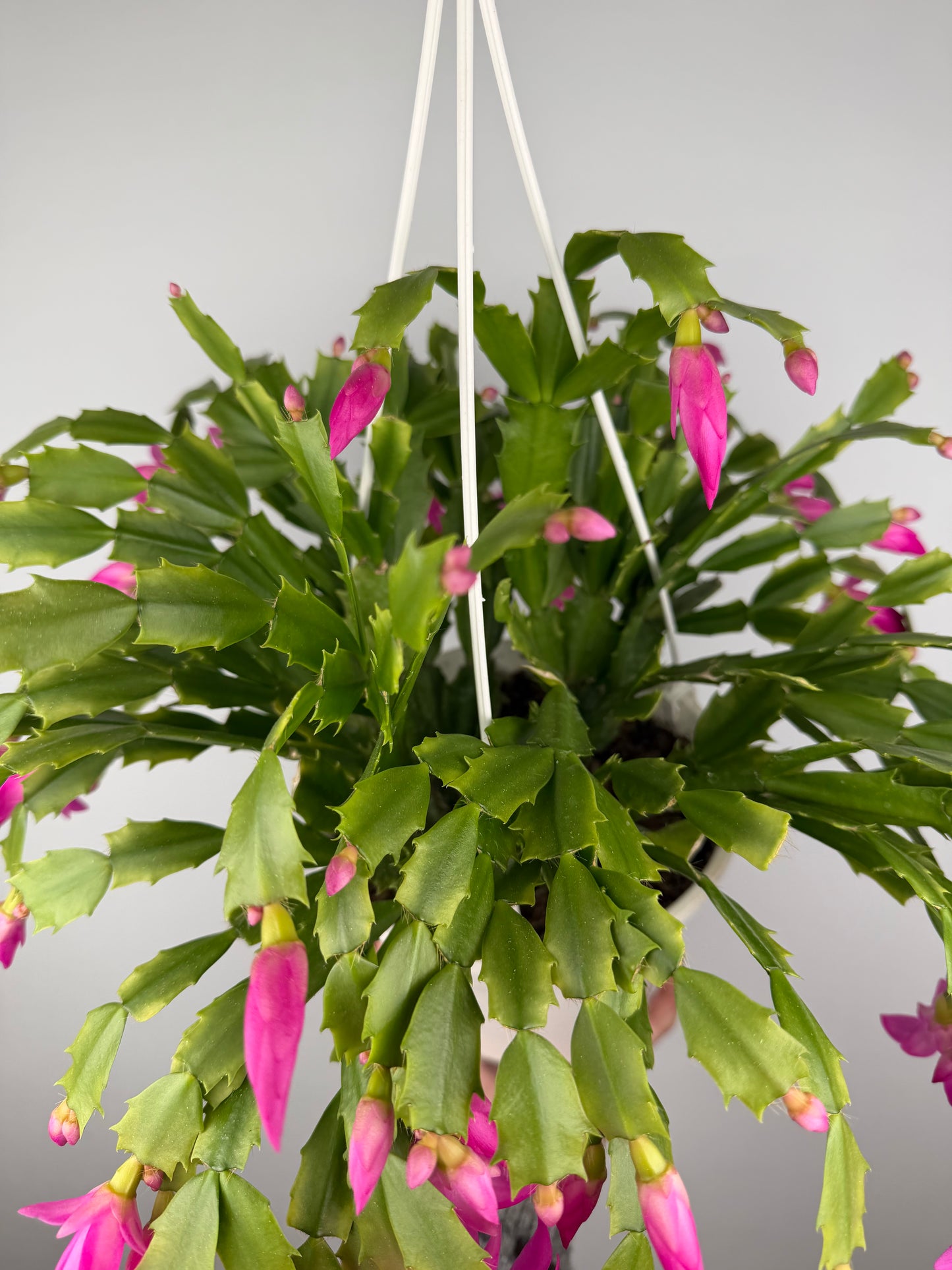 Schlumbergera Fucsia