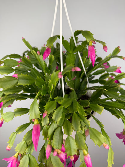 Schlumbergera Fucsia