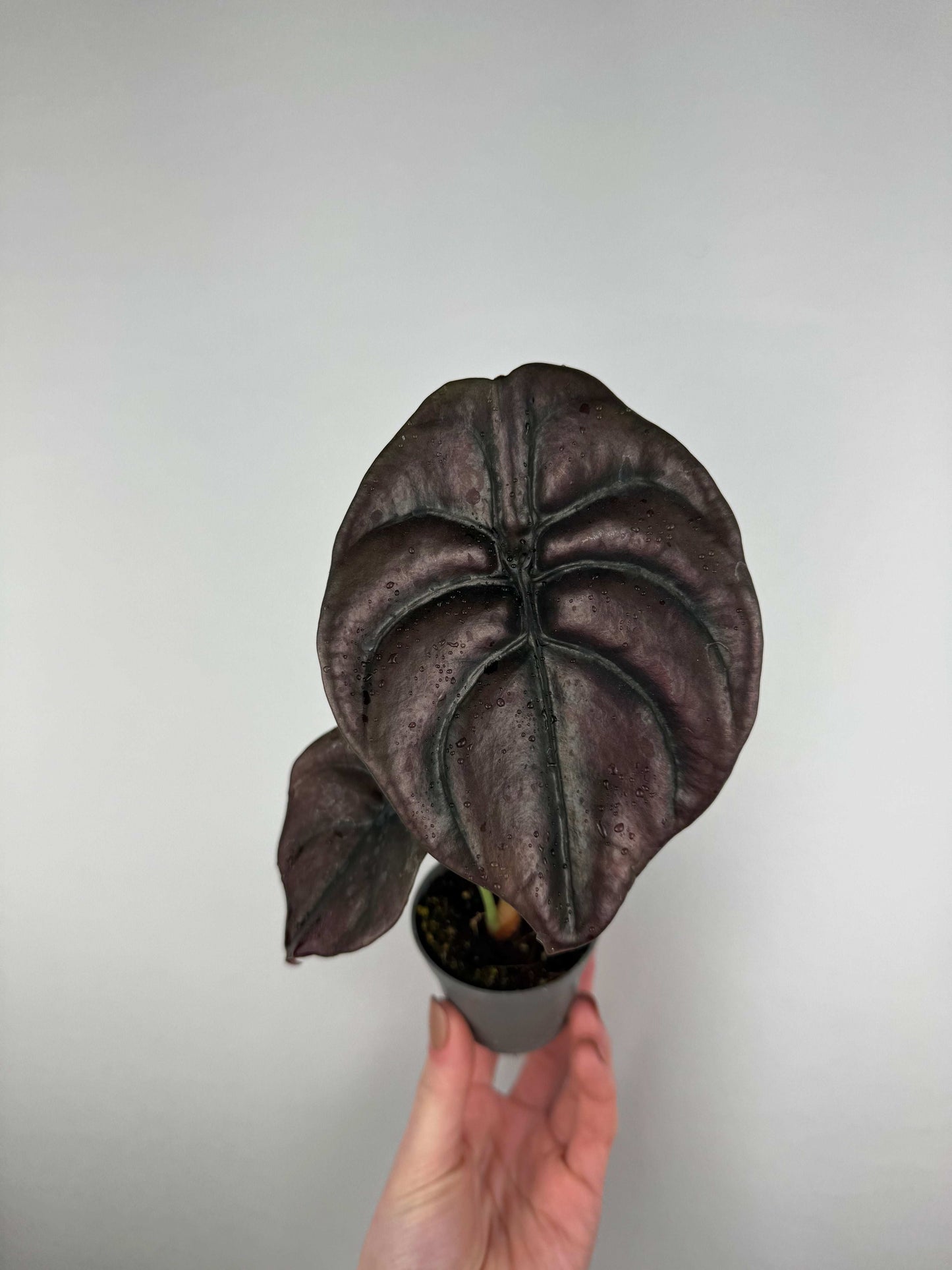 Alocasia Cuprea “Red Secret”