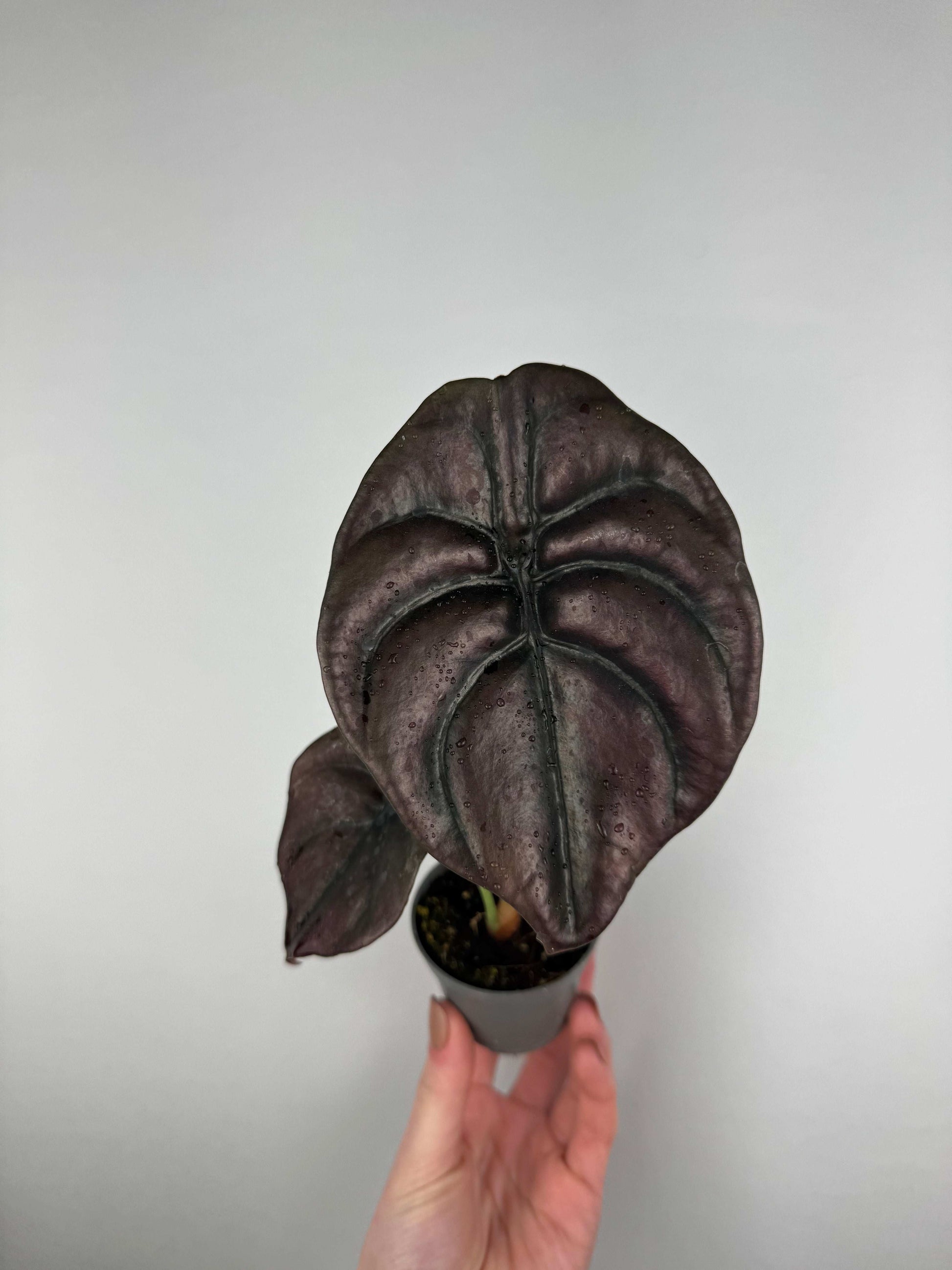 Alocasia Cuprea “Red Secret”