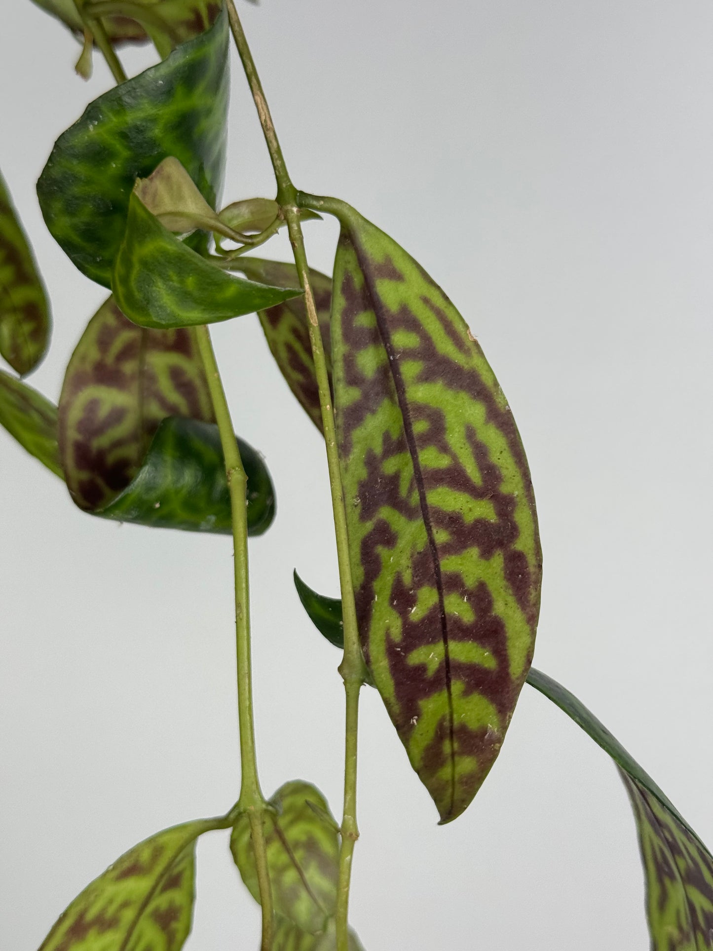 Aeschynanthus Marmoratus