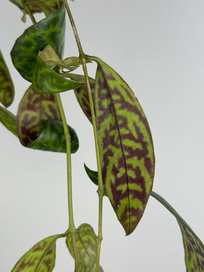 Aeschynanthus Marmoratus