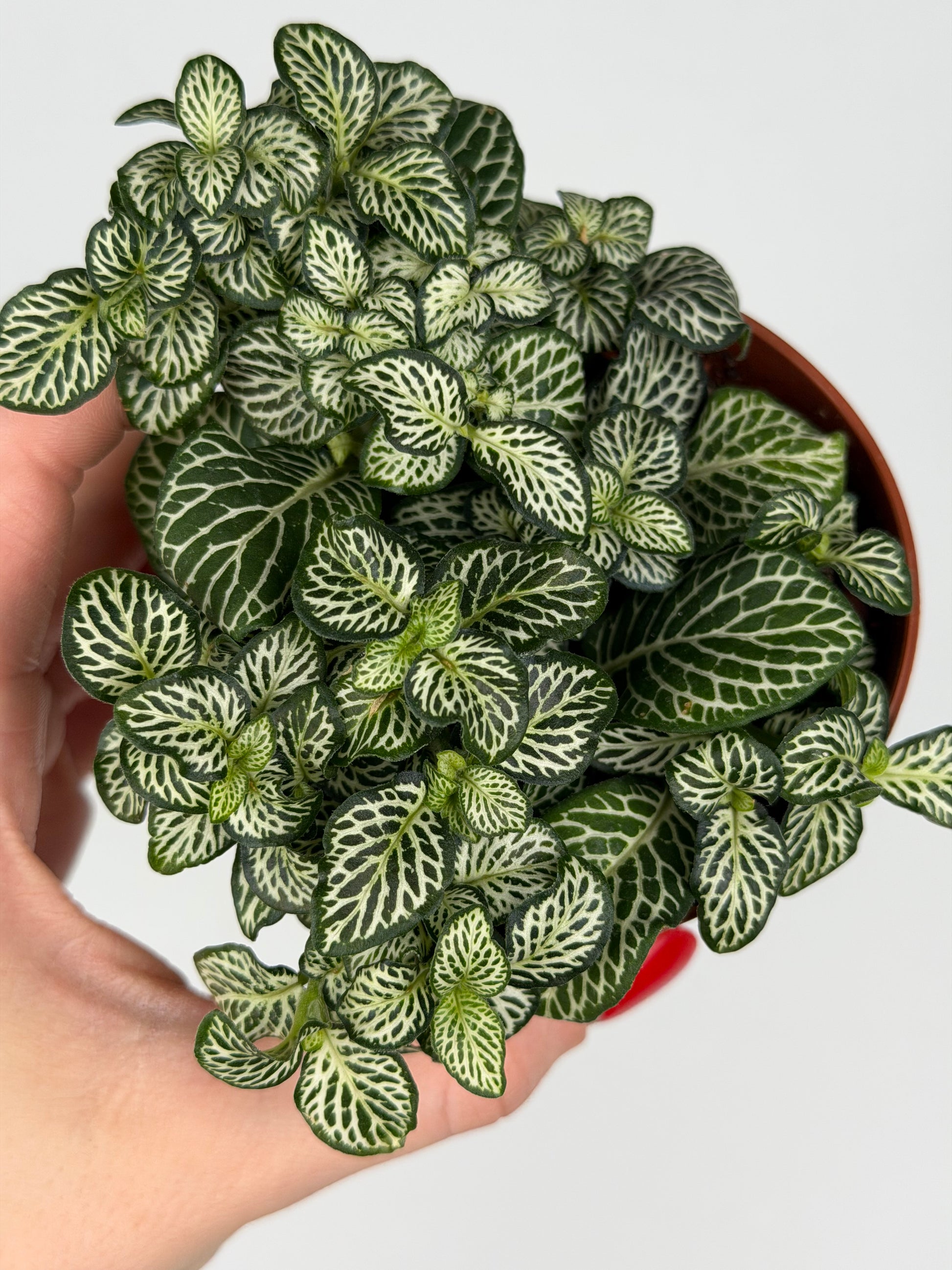 Fittonia Mosaic 'Marble Green' Fittonia Tropical Corner
