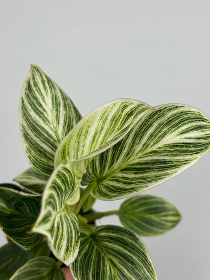 Philodendron 'White Veins'