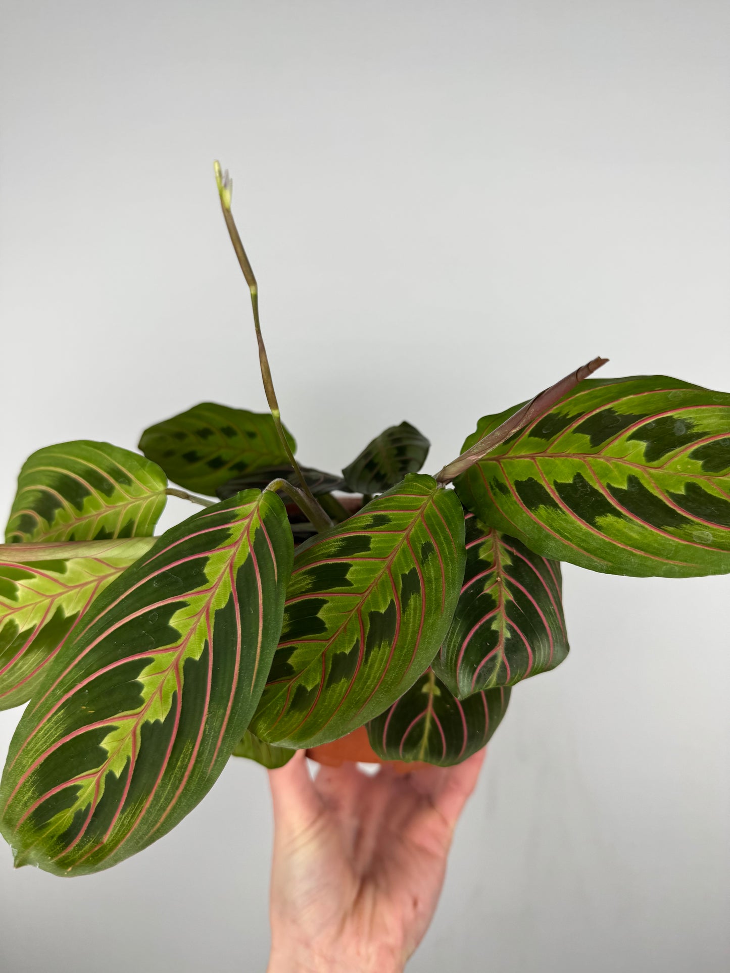 Maranta Leuconeura Fascinator | Ginevra