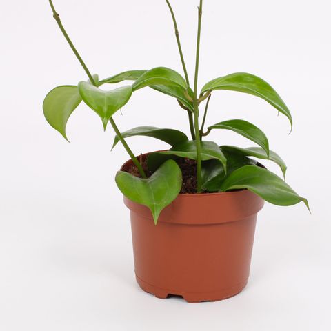 Hoya Quinquenervia Hoya Tropical Corner