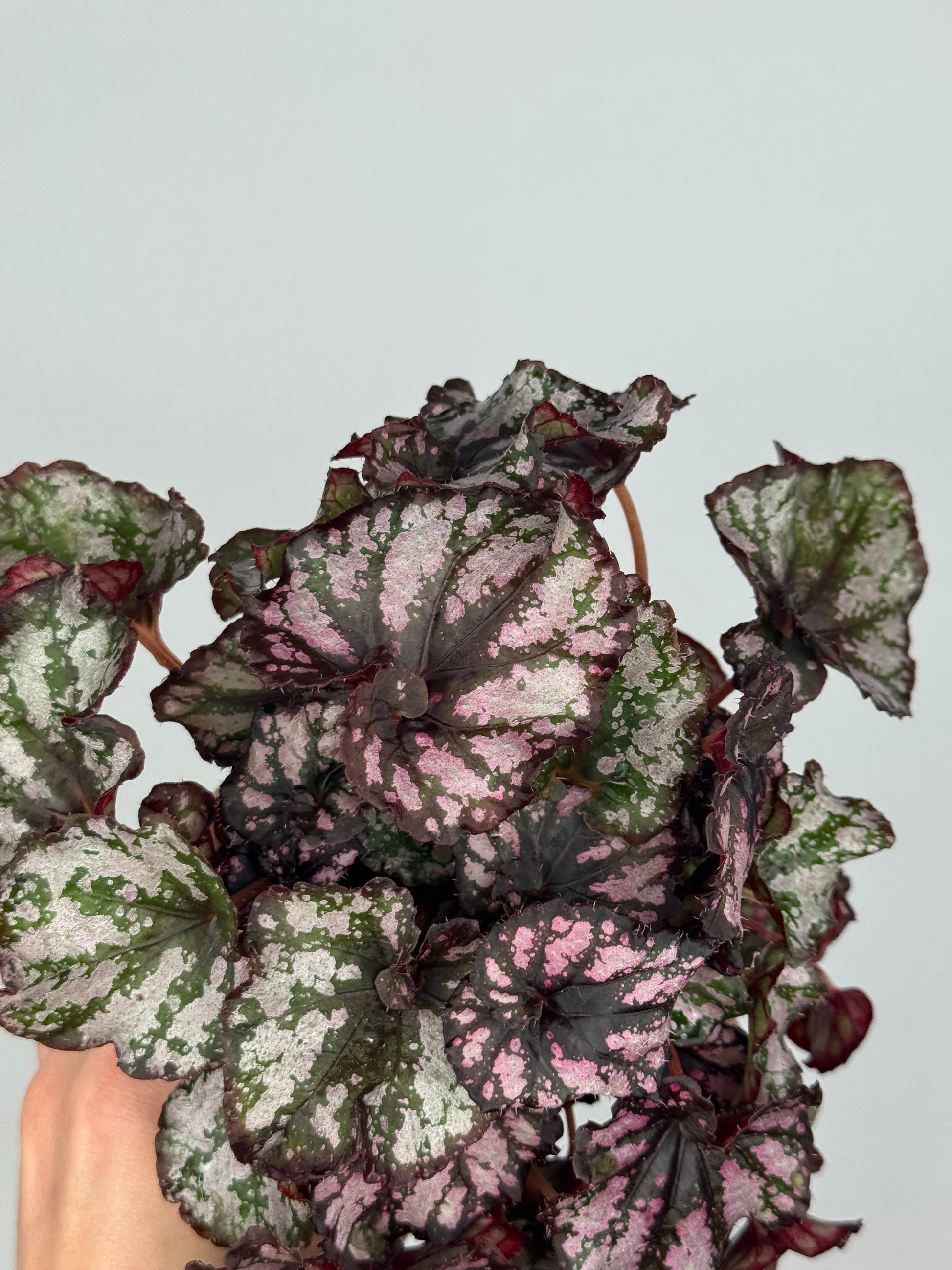 Begonia Harmony’s 'Twisted Sister'