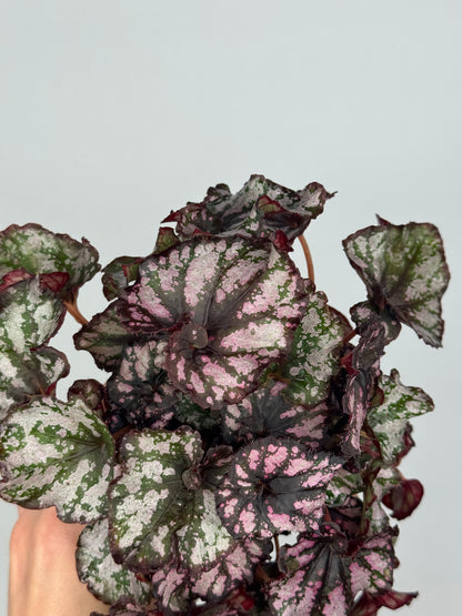 Begonia Harmony’s 'Twisted Sister'