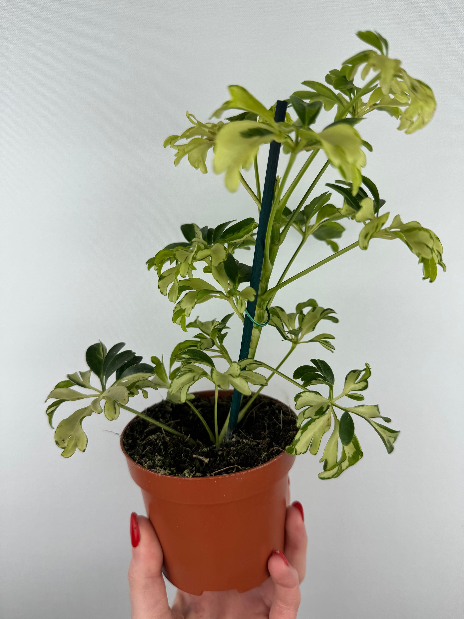 Schefflera arboricola “Janine”