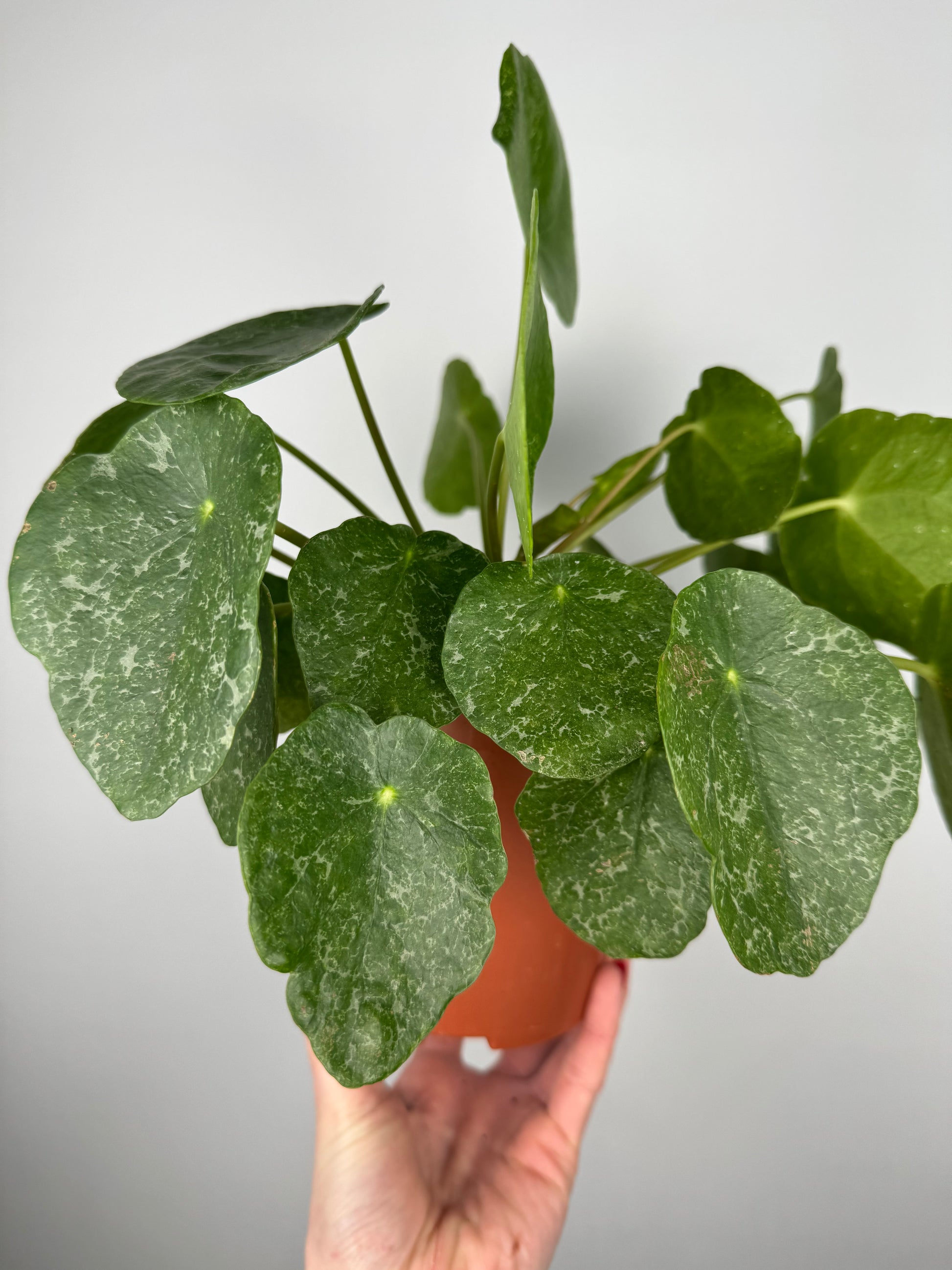 Pilea Peperomioides “Sugar”