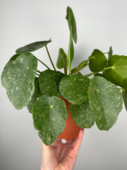 Pilea Peperomioides “Sugar”