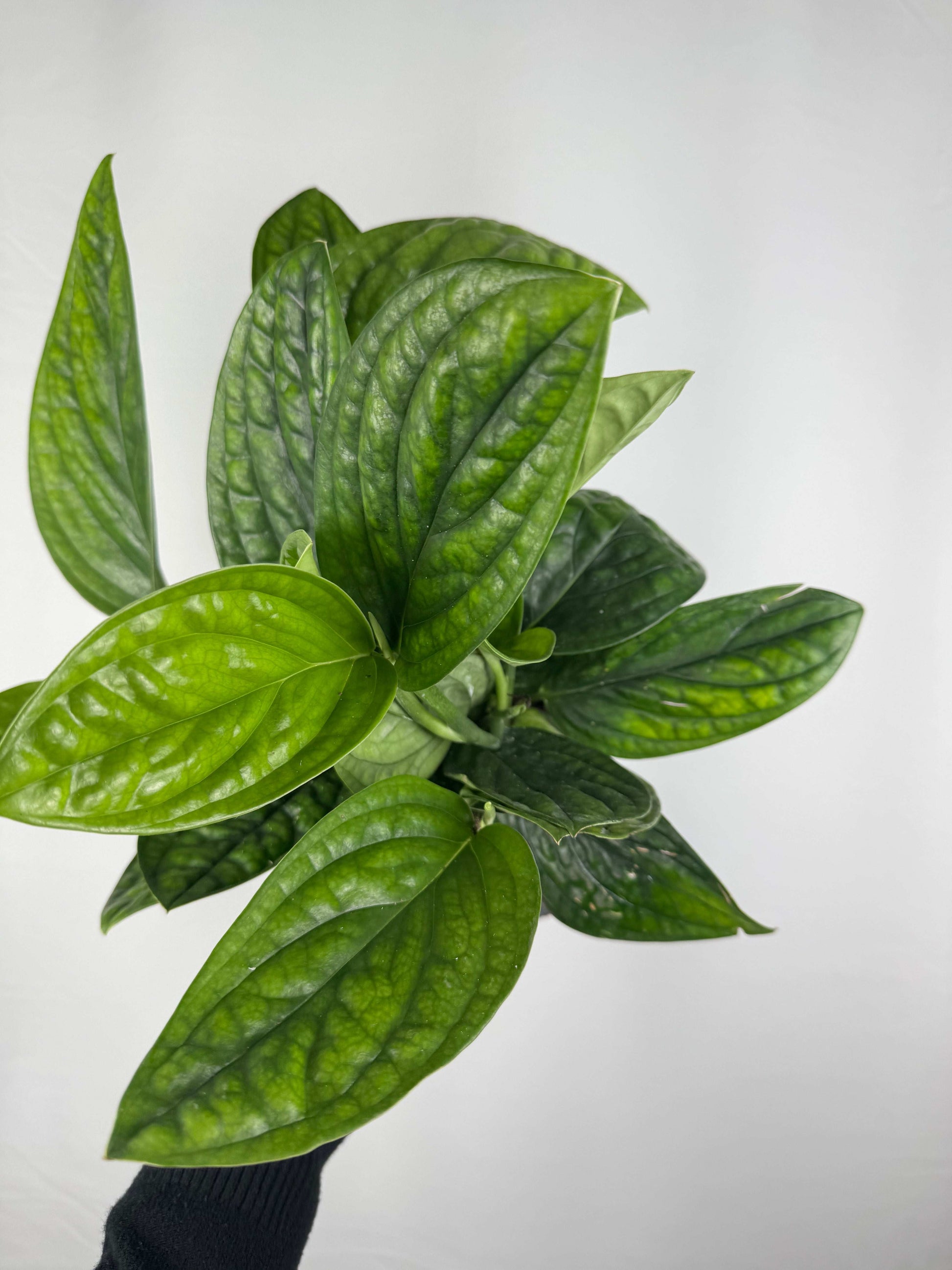 Epipremnum pinnatum “Marble Planet”