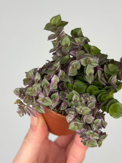 Callisia 'Pink Panther' Tradescantia Tropical Corner