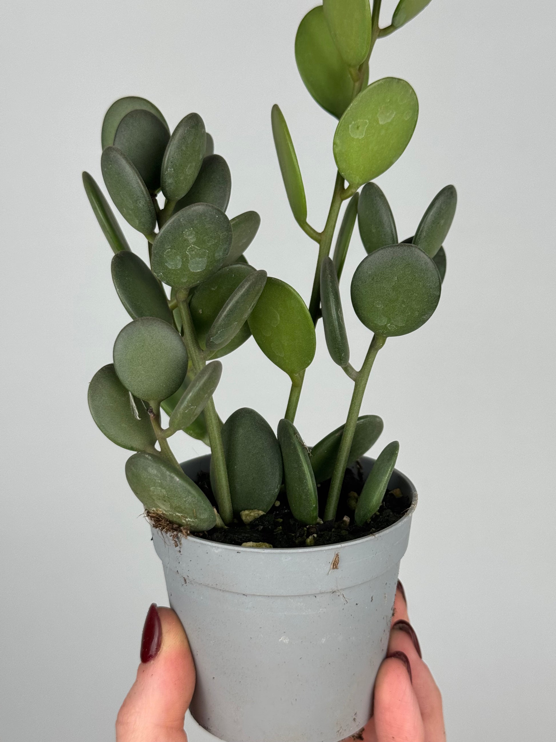 Xerosicyos Danguyi “Silver dollar vine”