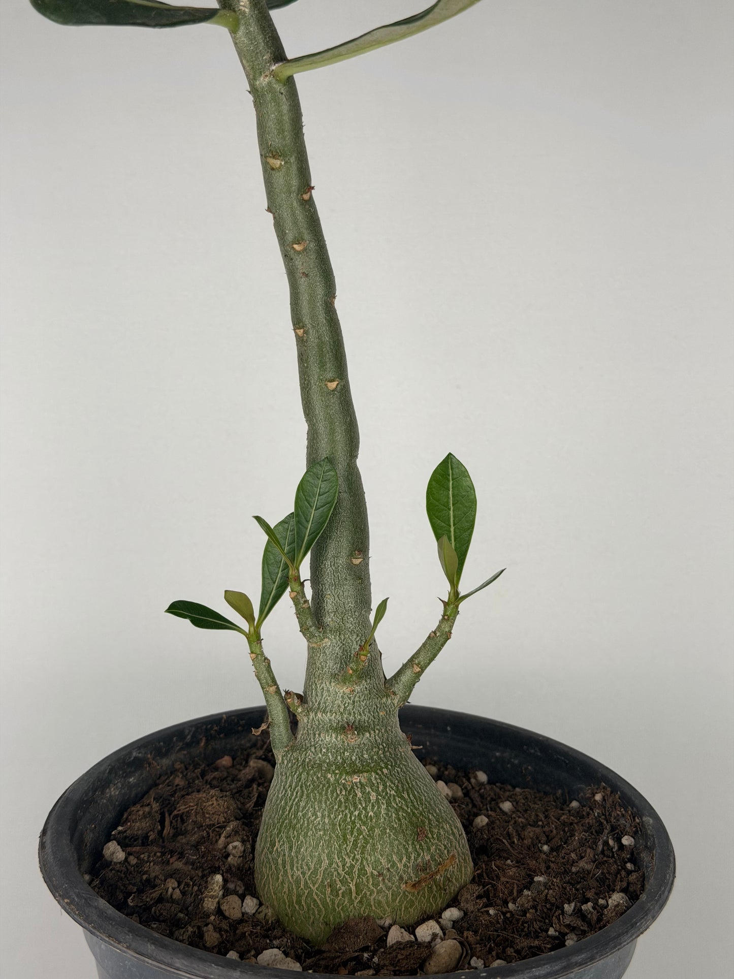 Adenium obesum Adenium Tropical Corner