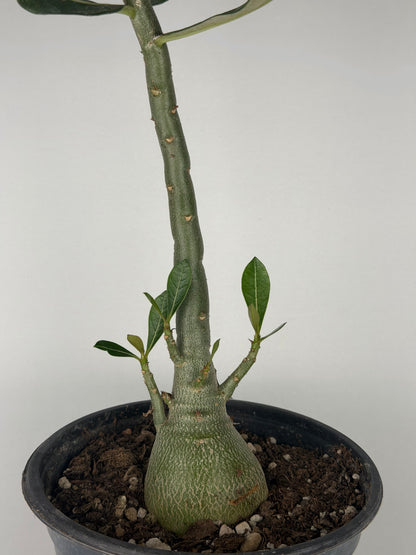 Adenium obesum Adenium Tropical Corner
