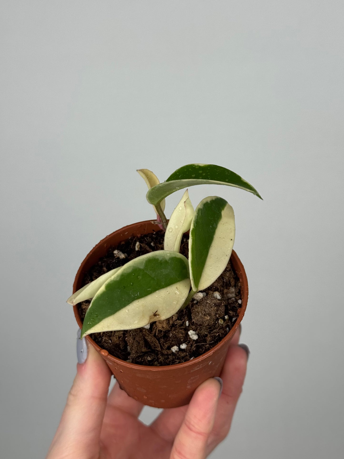 Hoya Krimson Queen | Luna